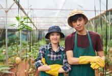 Canadian Farm Workers Jobs With Free Work VISA - No LMIA, No IELTS